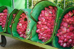 Le Vietnam exporte pour 61 millions de dollars de fleurs en 2021