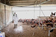 Renforcement de la prévention et de la lutte contre l’épidémie de grippe aviaire