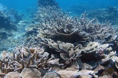 Promotion de la préservation de la biodiversité et des écosystèmes marins