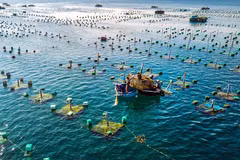 Développement synchrone des infrastructures pour l'aquaculture marine 