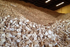 1er trimestre: croissance des exportations vietnamiennes de manioc et de produits dérivés
