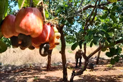 La noix de cajou de Binh Phuoc reconnue produit OCOP 5 étoiles