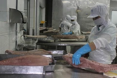 Forte hausse des exportations nationales de thon 