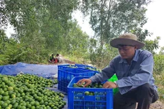 La lime du Vietnam à la conquête du marché japonais