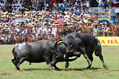 La Fête des combats de buffles sur la sellette