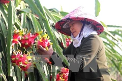 La Chine intensifie l'importation de produits agricoles du Vietnam