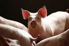 La peste porcine africaine se répand au Cambodge