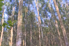 Priorité au développement des forêts d'arbres de très grandes tailles