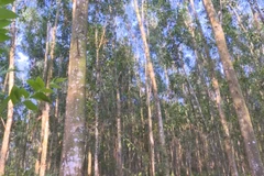 Priorité au développement des forêts d'arbres de très grandes tailles