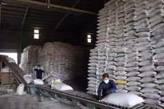 Les prix du riz vietnamien à leur plus haut niveau depuis 2 ans