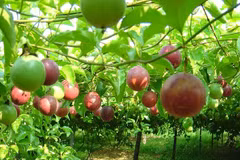 Dak Lak se prépare à exporter le fruit de la passion vers la Chine