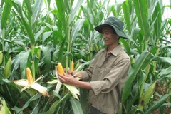 Bayer assiste le Vietnam pour développer l’agriculture high-tech