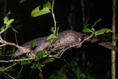Le Parc national de Cuc Phuong reçoit deux animaux sauvages