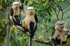 Sauvegarder durablement les primates endémiques du Vietnam