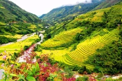 Sapa accueille plus de 77.000 visiteurs durant le Tet 
