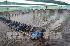 Ca Mau : pour une aquaculture respectueuse de l'environnement 