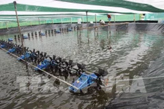 Ca Mau : pour une aquaculture respectueuse de l'environnement 