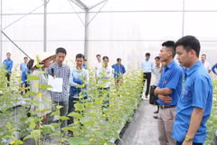 Bac Giang: transfert de techniques de production agricole high-tech aux jeunes locaux