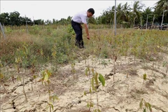 Des pluies inespérées dans plusieurs provinces du delta du Mékong et du Centre