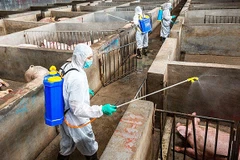 La FAO et l'OIE soutiennent le Vietnam dans sa lutte contre les épidémies de peste porcine africaine