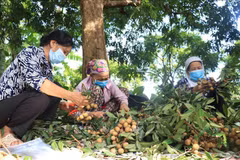 La première coopérative de Hung Yen exporte des longanes vers le marché de l'UE