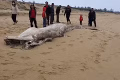 Enterrement d'une baleine d’environ une tonne échouée sur la côte de Quang Binh