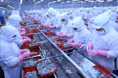 Consultation sur l’exportation des produits aquatiques vers le marché du RCEP