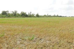 Ben Tre lutte contre les remontées d'eau de mer