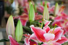 Rung Hoa Da Lat, fer de lance de l’horticulture high-tech au Vietnam