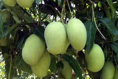 Le Vietnam exporte plus de 10.000 tonnes de fruits frais vers des marchés exigeants