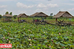 Dong Sen Go Thap, au paradis des lotus