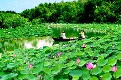 Dans la Plaine des joncs, rendez-vous au pays du lotus 