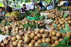 Le longane et le citron de Dông Thap vont partir pour la République de Corée