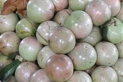 La caïmite du Vietnam pourrait faire son apparition sur le marché américain au 4e trimestre
