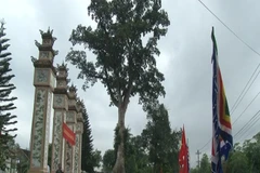 Deux arbres centenaires de la province de Thua Thien-Hue reconnus arbres patrimoniaux