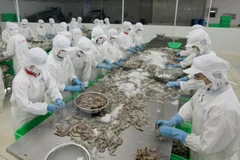Rebond des exportations de crevettes aux Etats-Unis en 2016 ? 