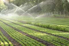 Ninh Thuân bénéficie d’une technologie d'irrigation moderne