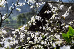 Rendez-vous à la 5e fête de la fleur de bauhinie 2017 à Diên Biên
