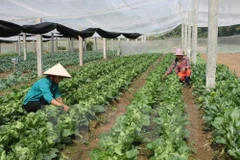 Agriculture : Nam Dinh et Miyazaki (Japon) renforcent leur coopération