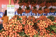 Les litchis Luc Ngan de Bac Giang ont leur Semaine à Hanoi 