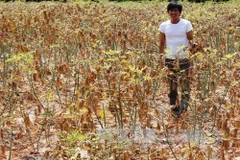 Aide japonaise pour la culture durable du manioc au Vietnam
