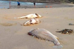 Pollution industrielle : soutien des pêcheurs du Centre