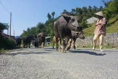 Samsung aide des agriculteurs à Cao Bang à améliorer leurs revenus