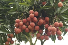 Bac Giang : bientôt la Fête des fruits de Luc Ngan