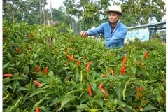 Piment : un projet sud-coréen de 2,1 millions de dollars à Ninh Thuân