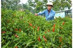 Piment : un projet sud-coréen de 2,1 millions de dollars à Ninh Thuân