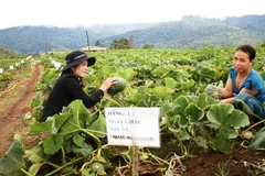 Coopération vietnamo-australienne dans l’agriculture high-tech à Kon Tum