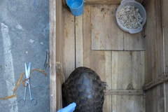 Sauvetage de 22 pangolins dans la province de Ninh Binh