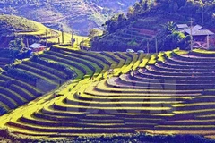 Semaine culturelle et touristique des rizières en terrasses de Mu Cang Chai 2016