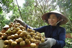 Dông Thap: 100 tonnes de longanes Edor expédiées aux Etats-Unis